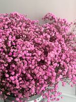 Гипсофила в розовом оттенке