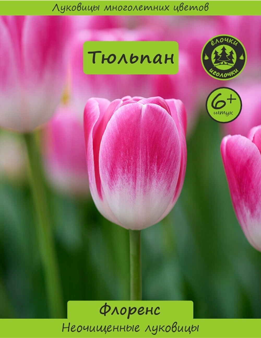 Тюльпан Луковица, Флоренс, 6+ шт