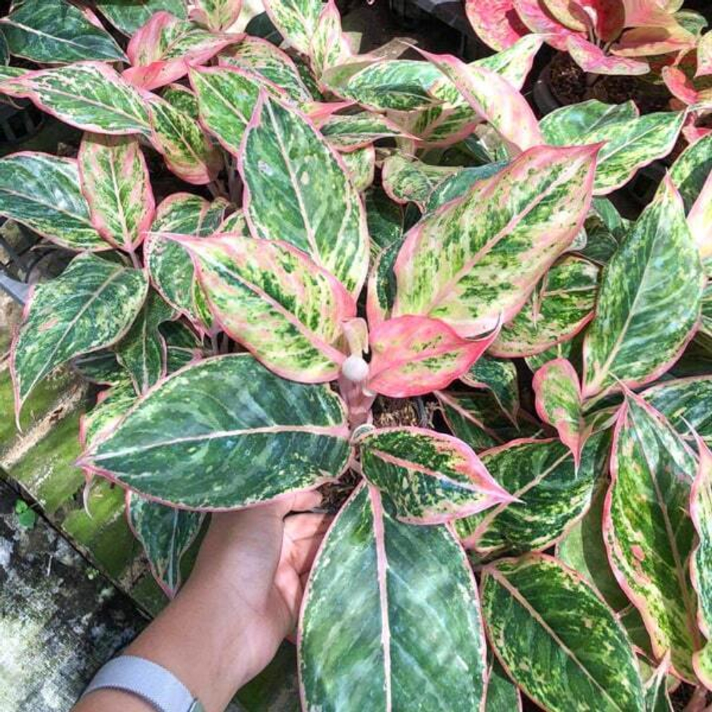 Аглаонема NEW HYBRID N4 – KHOB CHOMPHU