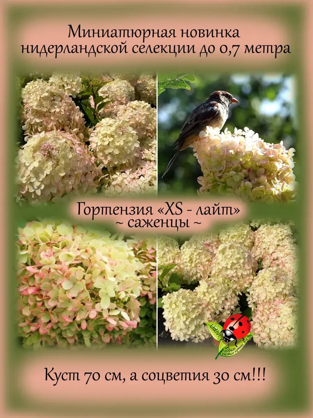 Гортензия XS-лайт метельчатая