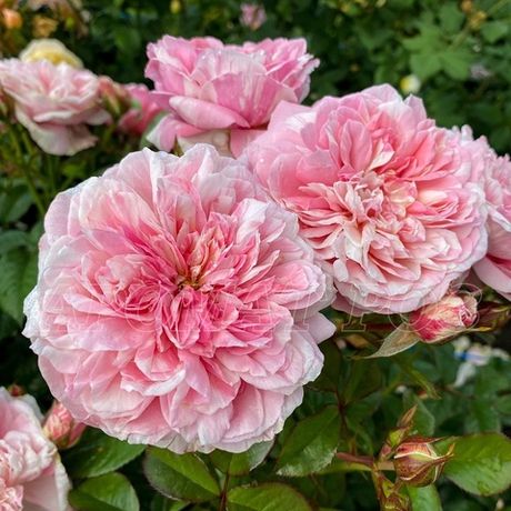 Маскаре (Mascaret)