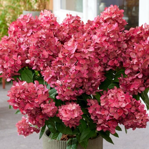 Гортензия метельчатая Меджикал Монте Верде(3/6 веток) Закупка М59 апрель 2026