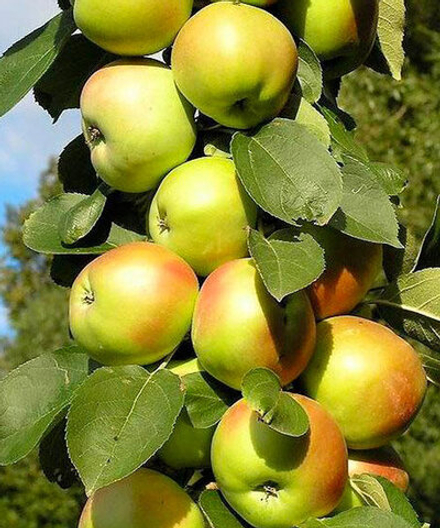 Яблоня колоновидная Каскад