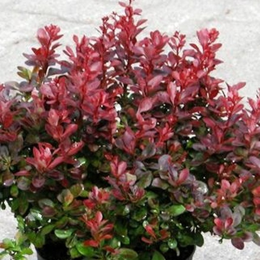 Барбарис Тунберга Атропурпуреа нана C3 20-25