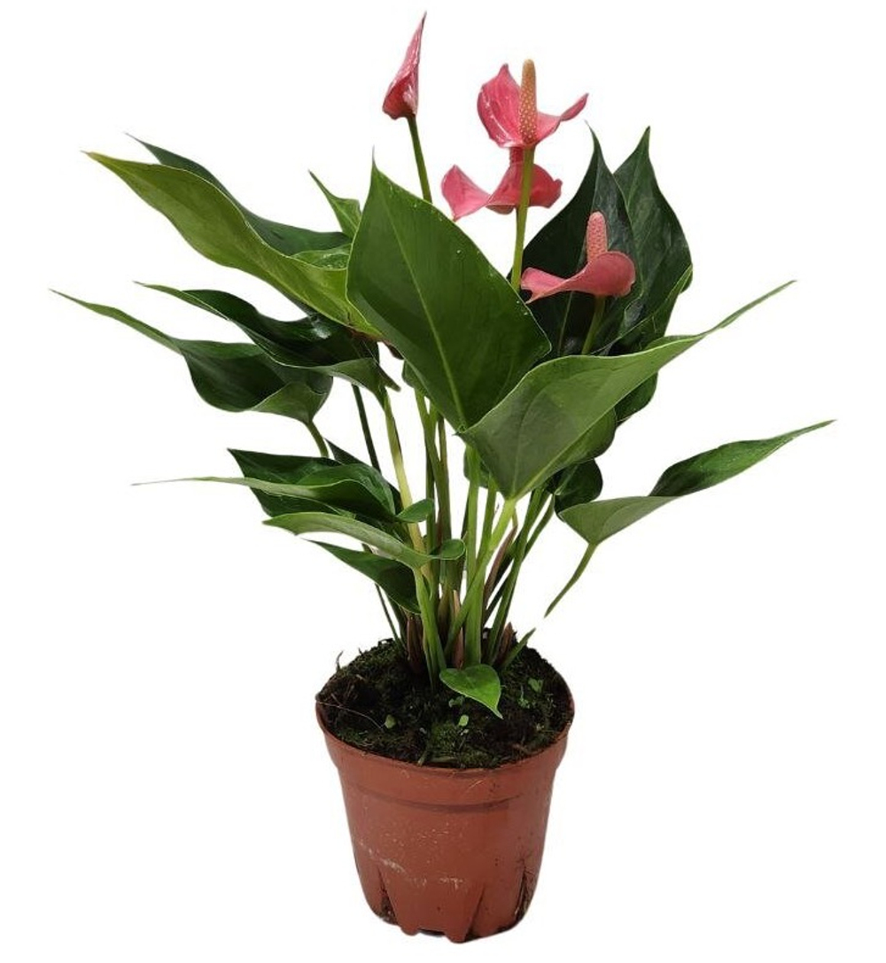 Антуриум Андрианум Чемпион (розовый)