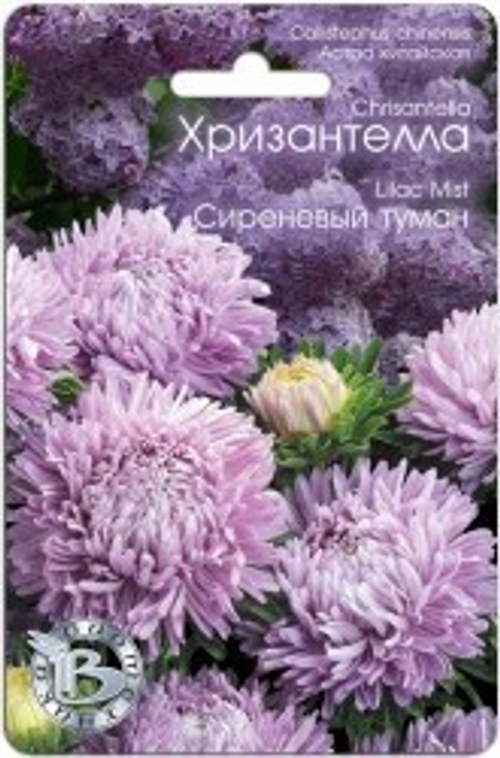 Хризантелла Сиреневый туман