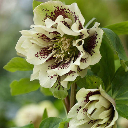 Морозник восточный "Double Ellen Yellow Spotted". Helleborus orientalis "Double Ellen Yellow Spotted".