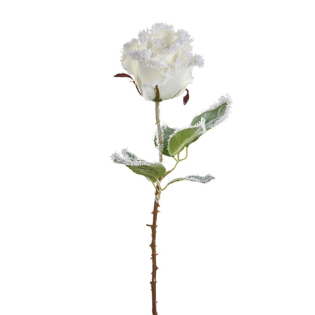 Роза SNOW ROSE Белая роза на Goodwill Белый