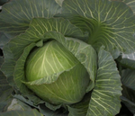 Зиелонор F1 семена капусты белокочанной (Syngenta / Сингента)