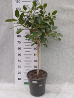 Фикус Андрей (коса)