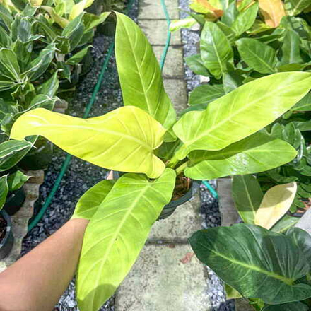 Филодендрон MELANONII GOLDEN s.M