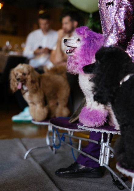 Шоу с цветными пудельками