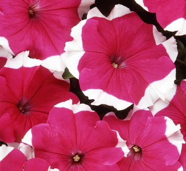 S6066 Петуния кустовая Grandiflora DREAMS ROSE PICOTEE 100 шт.