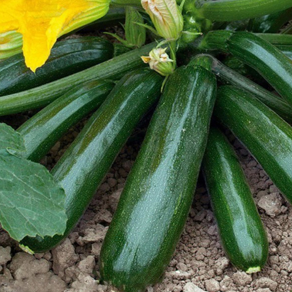 Диамант F1 семена кабачка (Seminis / ALEXAGRO) культура – фото 2