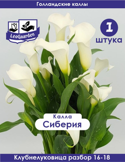 Калла Клубнелуковица, Сиберия,  1шт. Разбор 16/18