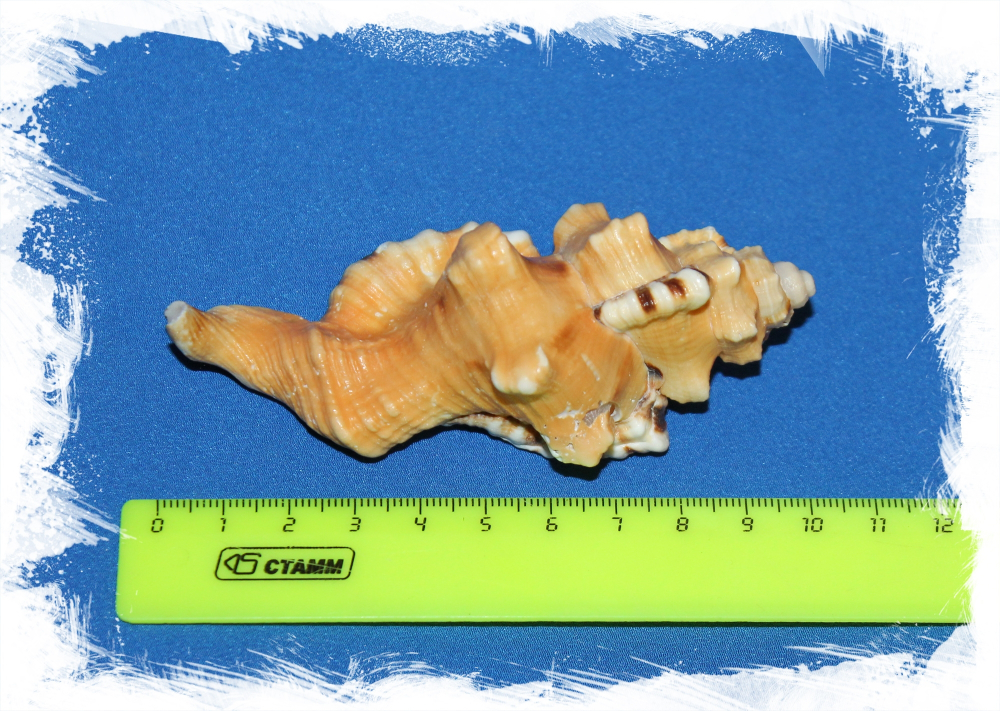 Циматиум Лоториум размер