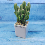 Cereus Peruvianus Paolina (Цереус)