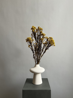 Озотамнус стабилизированный желтый