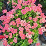 Эуфорбия Миля карликовая NOM YEN