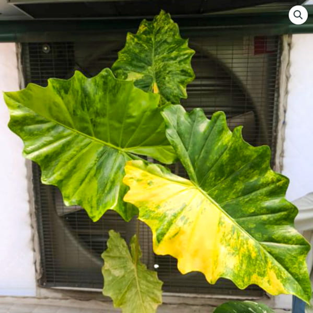 Алоказия PORTORA AUREA VAR