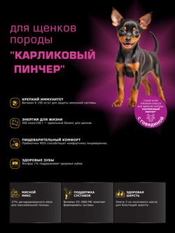 Quattro корм для щенков породы Карликовый пинчер, с говядиной, 800 гр, QUATTRO
