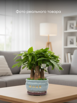 Пахира Five Blessings керамический горшок д.35