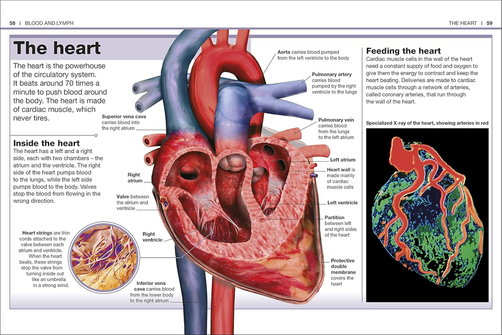 Human Body (Pocket Eyewitness)