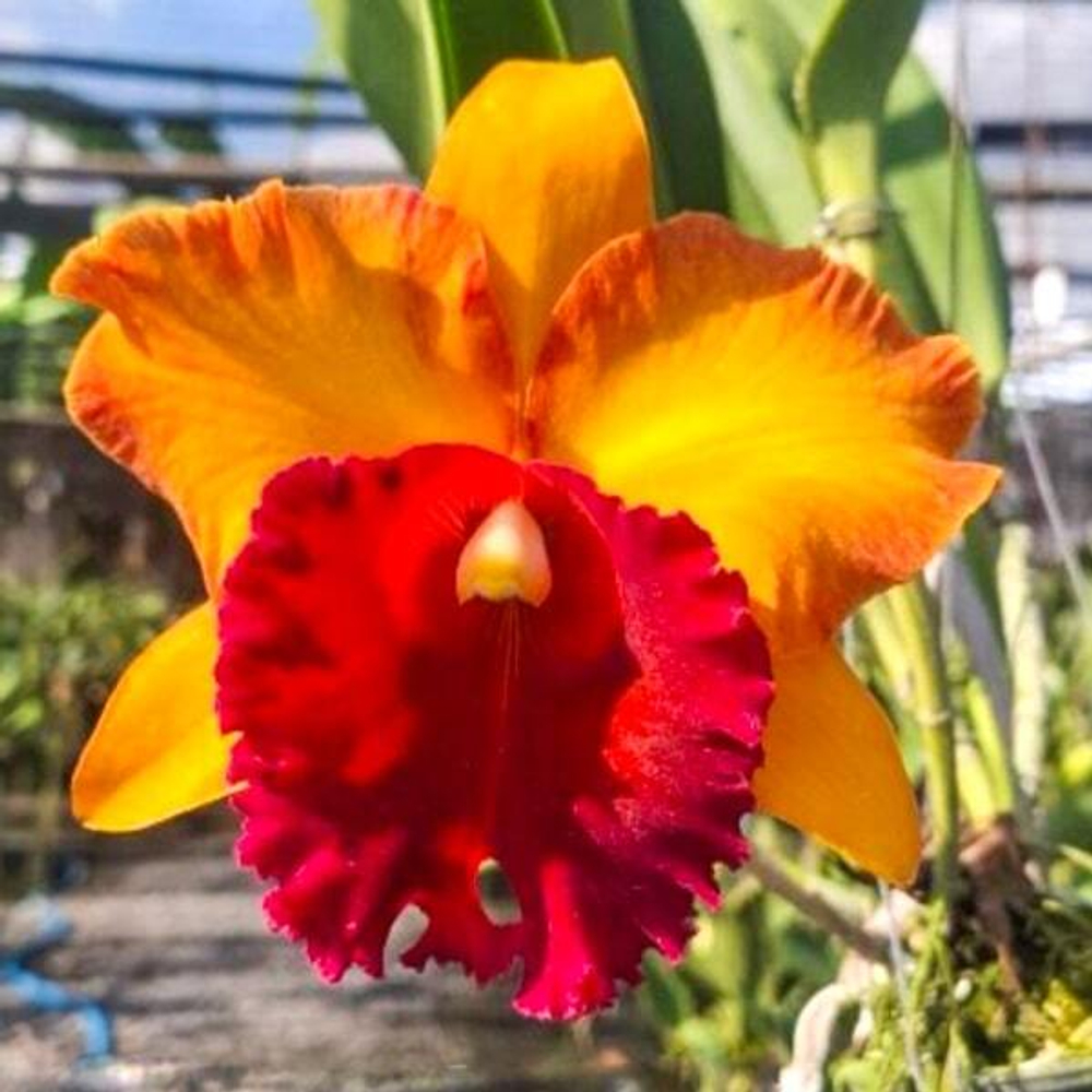 Орхидея ринхолелиокаттлея RLC. BANGKOK CITY