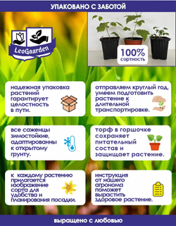 Ежевика, саженец, Виктория, 1 шт