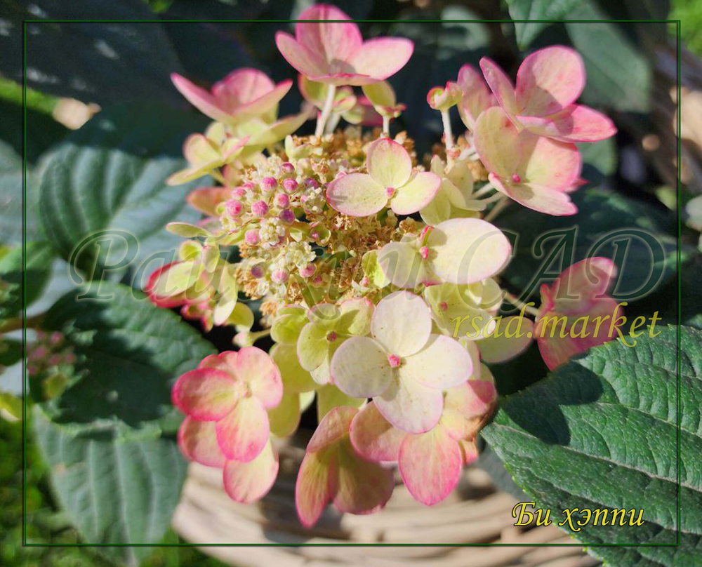 Гортензия метельчатая Би Хэппи (Hydrangea paniculata `Bee Happy`)