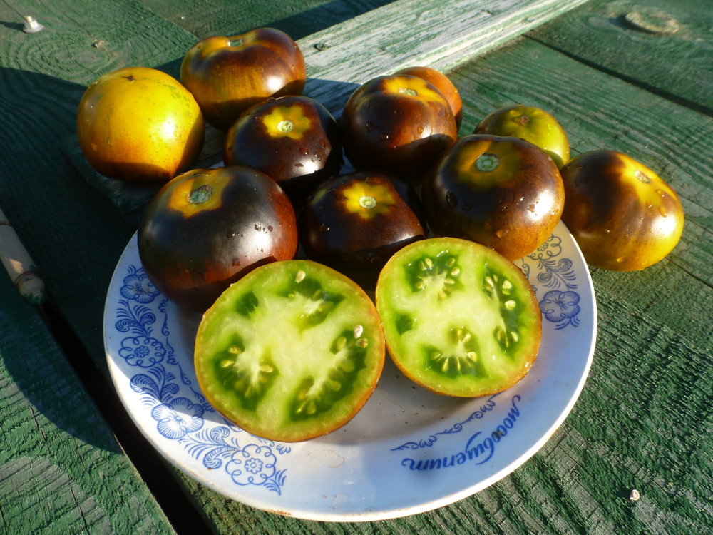 Помидоры - Blue Green Zebra - Сине-зелёная Зебра