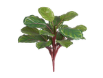 Калатея Розеопикта Грин куст зелёный с бело-розовым в-42 см, д-40 см (Sensitive Botanic) 6/72 20.1165GRV