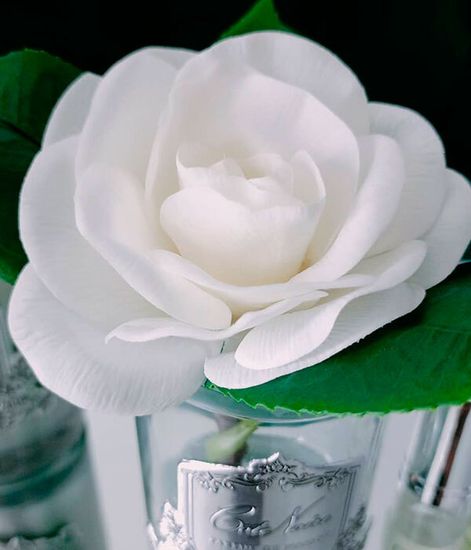 Ароматизированная гардения в прозрачной вазе, Cote Noire