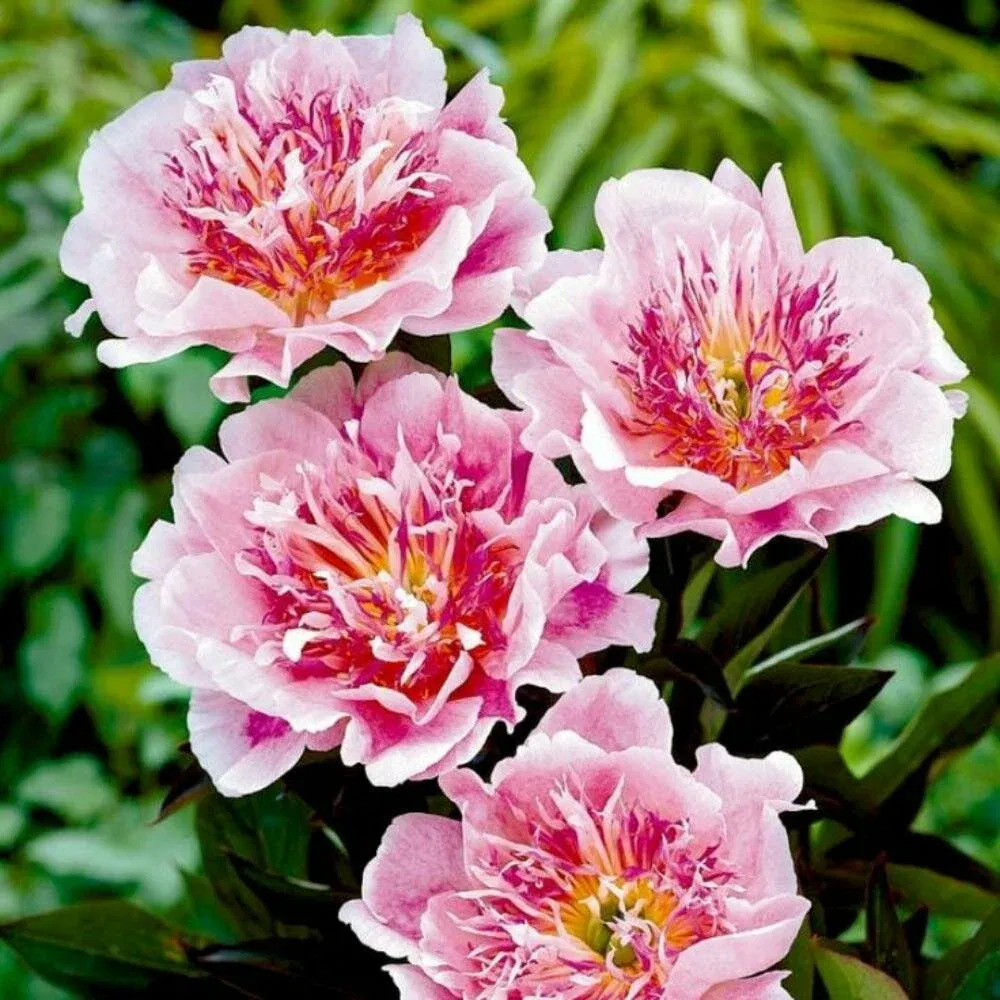 Пион Ду Телл Закупка М81 октябрь 2026