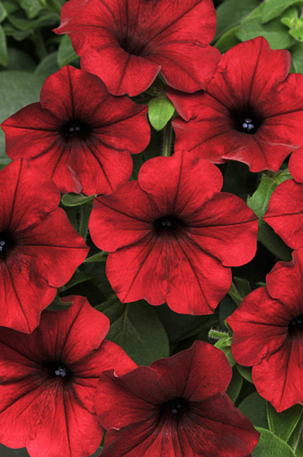 Петуния Тайдал Вейв Red Velour