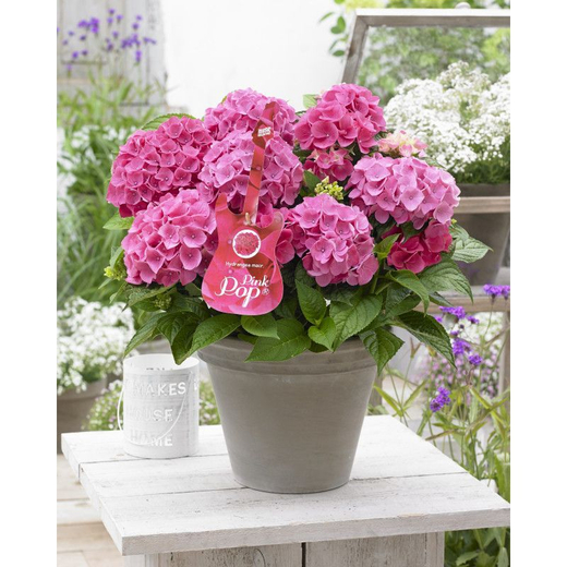 Гортензия крупнолистная Музыкальная коллекция Пинк Понг С2 Закупка М31 апрель 2026