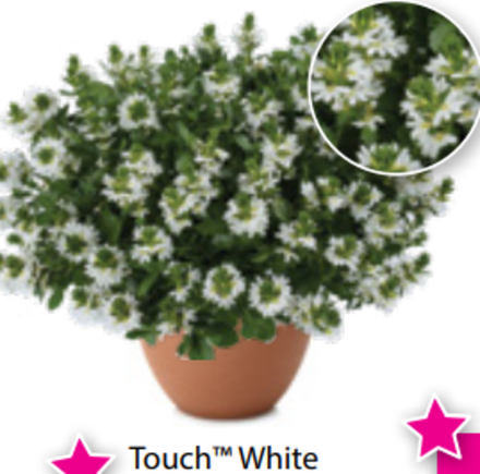 ЕВРО Сцевола White Touch ОКС укорененный черенок 15-20 февраля
