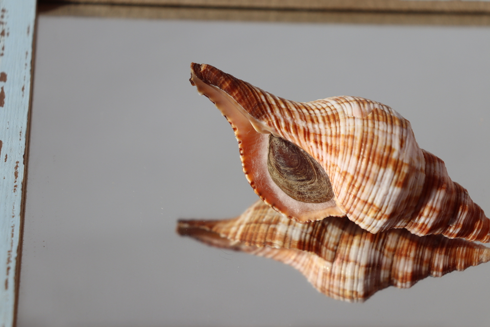 Ракушка Плеуроплока Филаментоза (Filifusus filamentosus)