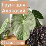Авторский грунт для Аллоказий 1 литр