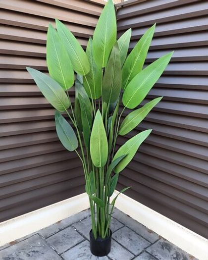 Стрелиция узколистная 160 см без кашпо