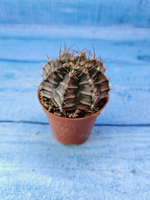 Gymnocalycium Friedrichii (Гимнокалициум)