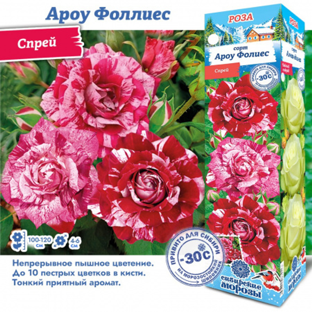 Роза Ароу Фоллиес (Спрей)