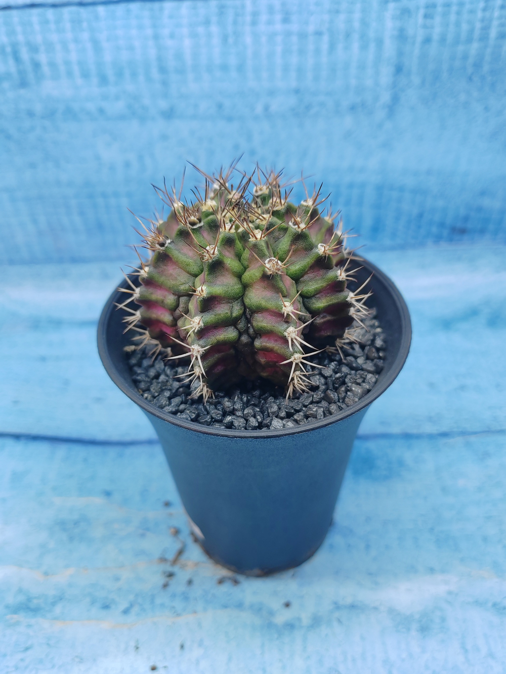 Gymnocalycium T-Rex Pink hybride (Гимнокалициум T-rex)