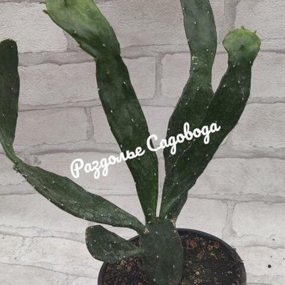 Кактус Опунция (горшок 1,2 л)