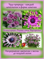 Остеоспермум Розовая ложка Маргариты вегетативный