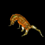 Рыболовные, силиконовые приманки. Рачки мормыш RuBaits Shrimp креветка. Набор для рыбалки на щуку, судака, окуня, форель. Зимняя рыбалка, микроджиг.