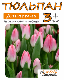 Тюльпан Луковица, Династия 3+ шт