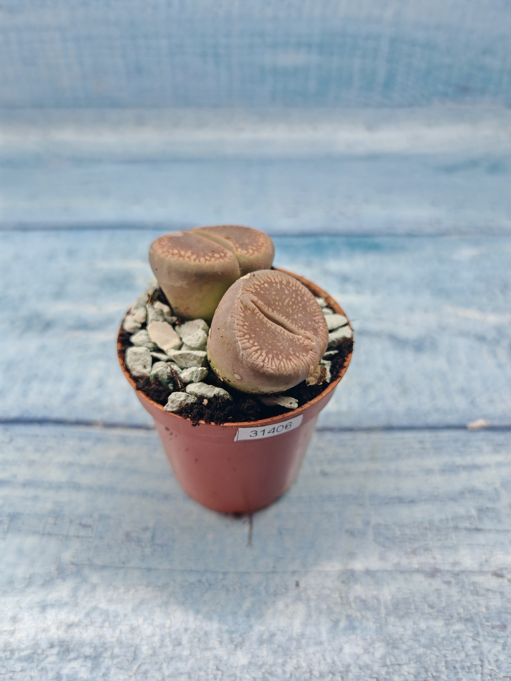 Lithops sp. (Литопсы)