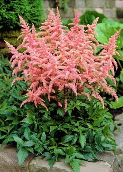 Астильба Арендса Брессингам Бьюти / Bressingham Beauty