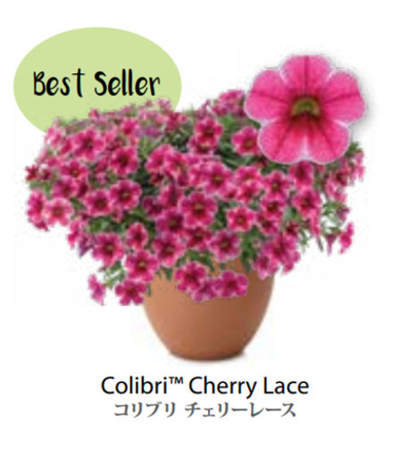 ЕВРО Calibrachoa Colibri Cherry Lace НЕукор черенок конец октября 25